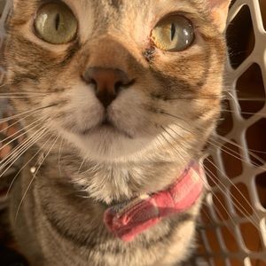 Meet your Posher, Vayda